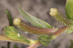 Seabeach evening primrose